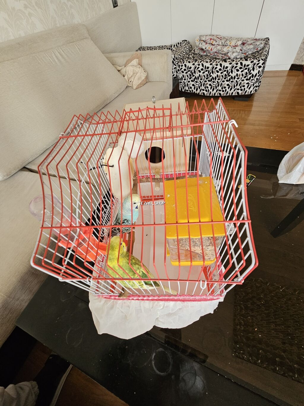 Bala verməyə hazırlaşan muhabbət quşları. Sağlamdırlar və aktiv - şəkil 3