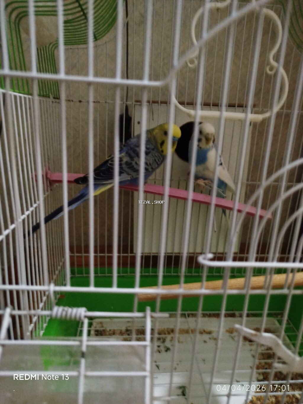 Dalğalı papuqay cütlüyü + qəfəs və yuvalıq - Növ: dalğalı papuqay