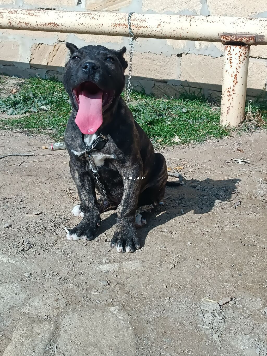 Pitbul, 4 ay, Erkek, Ünvandan götürmə