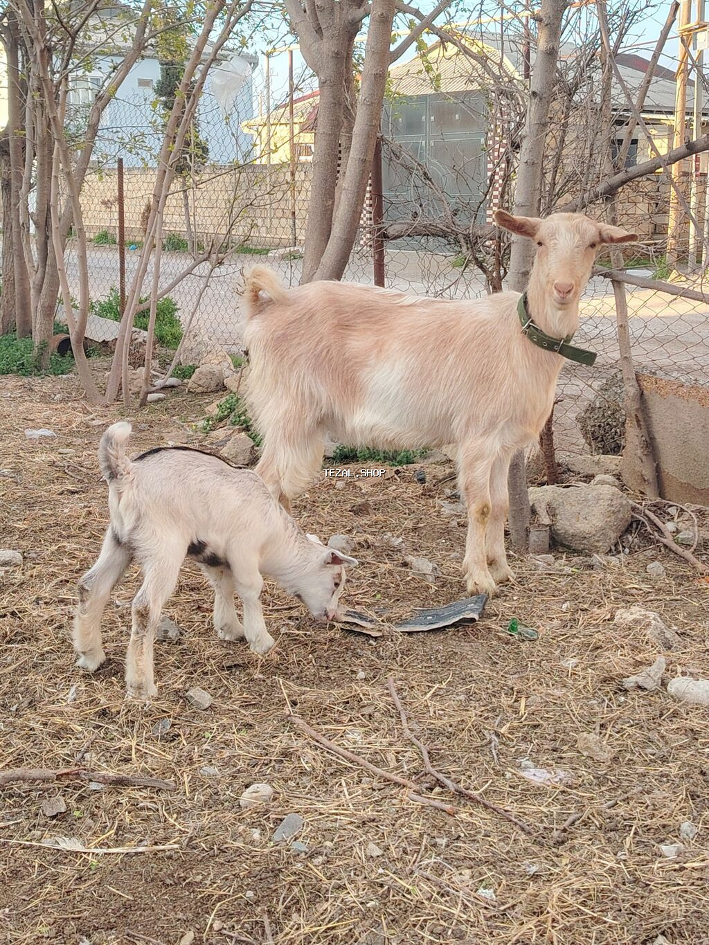 Südçü keçi ana bala ilə birlikdə 1 yas 3 ayliq kecidi balada erkekdi