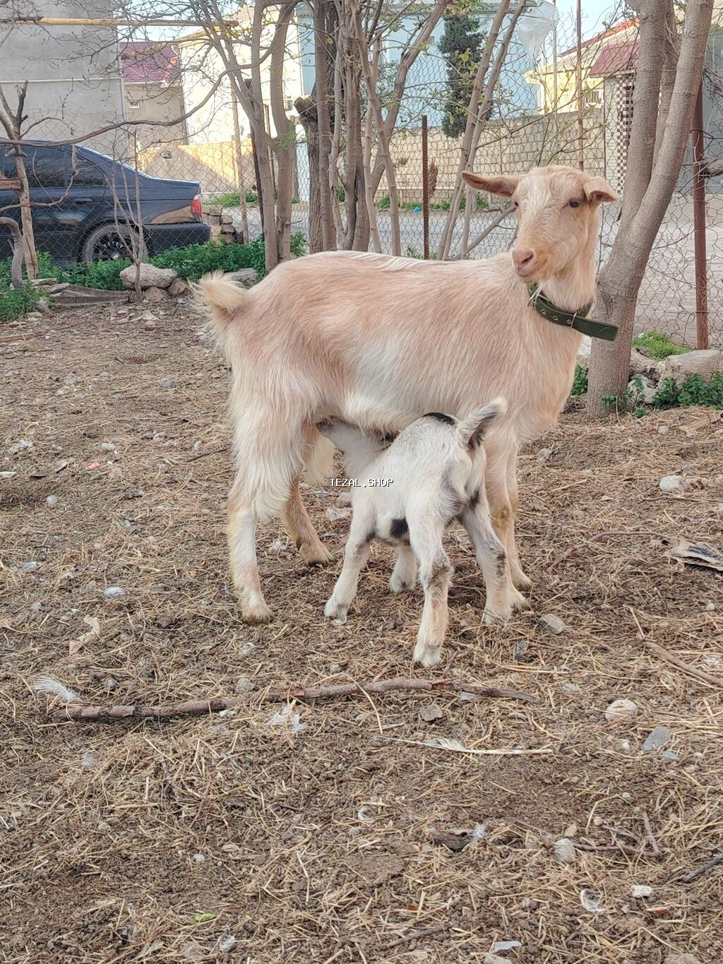 Südçü keçi ana bala ilə birlikdə 1 yas 3 ayliq kecidi balada erkekdi - şəkil 2