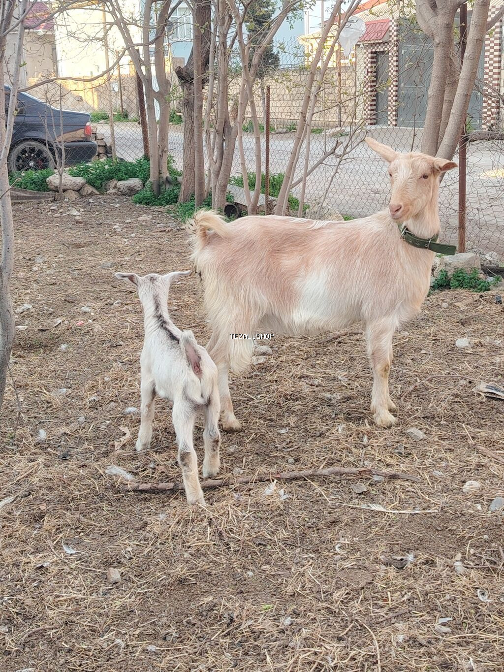 Südçü keçi ana bala ilə birlikdə 1 yas 3 ayliq kecidi balada erkekdi - şəkil 3
