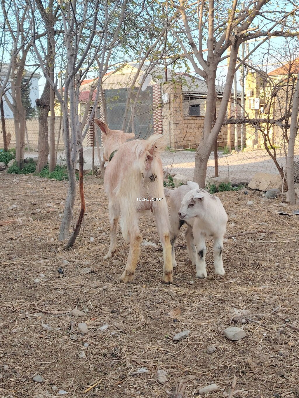 Südçü keçi ana bala ilə birlikdə 1 yas 3 ayliq kecidi balada erkekdi - şəkil 4