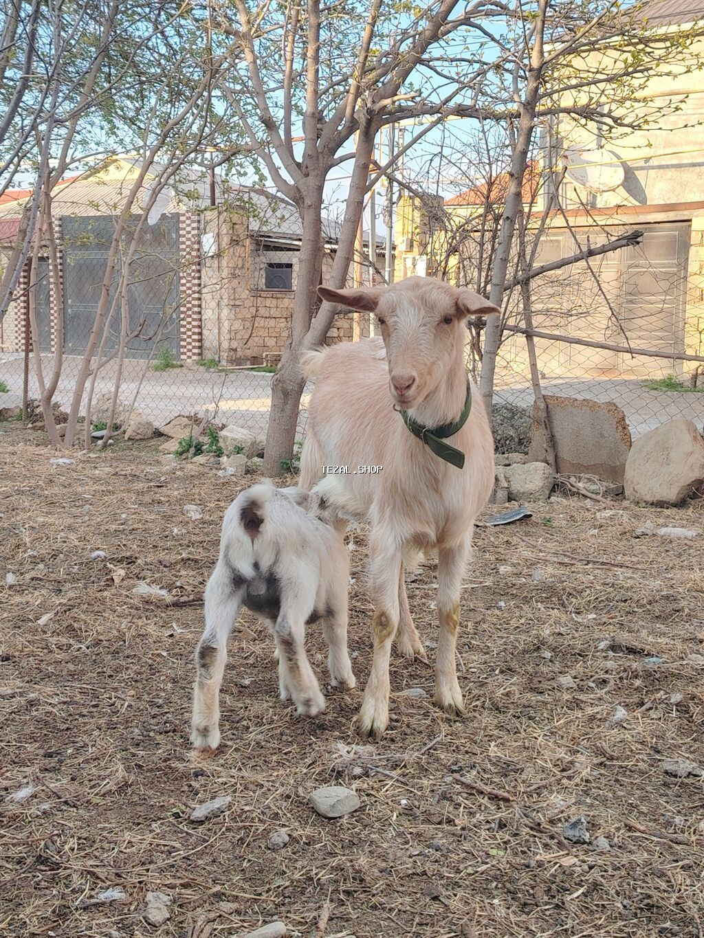 Südçü keçi ana bala ilə birlikdə 1 yas 3 ayliq kecidi balada erkekdi - şəkil 5