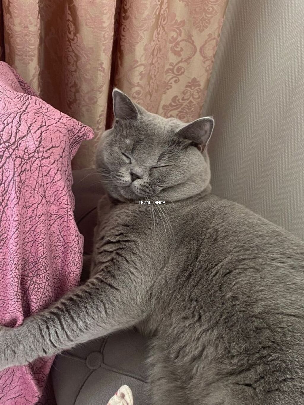 Britan, Erkək, Yaxşı əllərə, Ödənişli çatdırılma