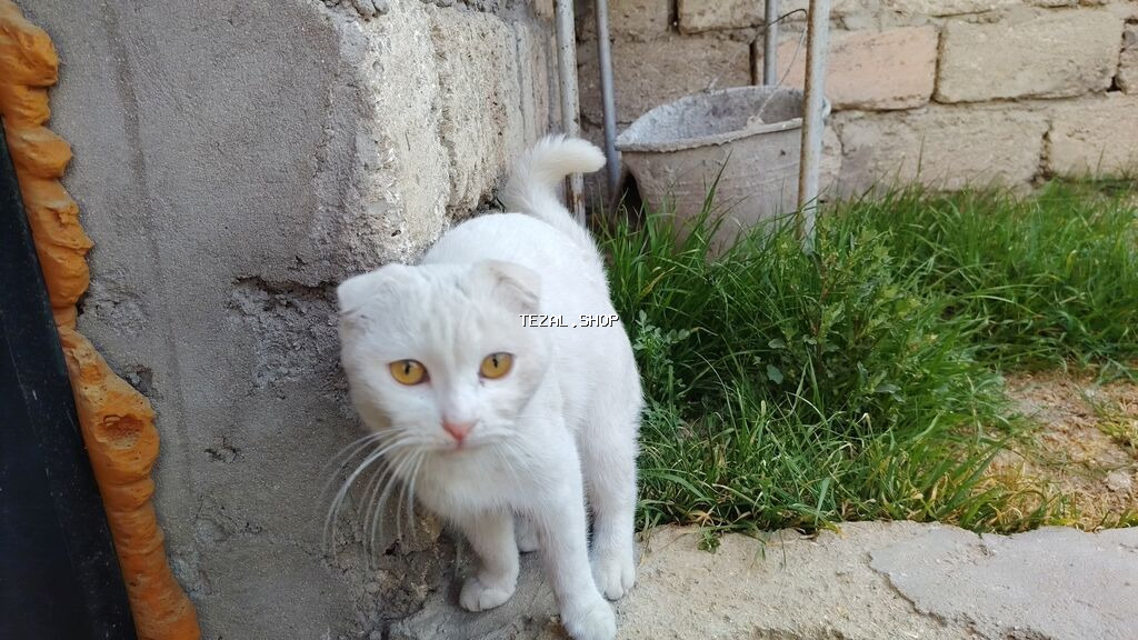 Şotland yastı qulaq