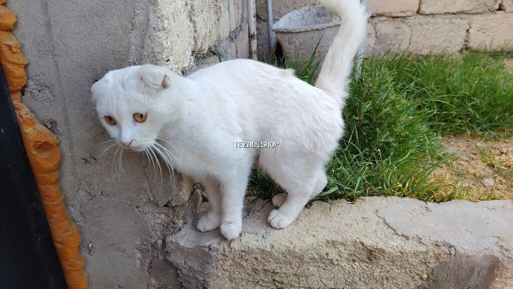 Şotland yastı qulaq - şəkil 2