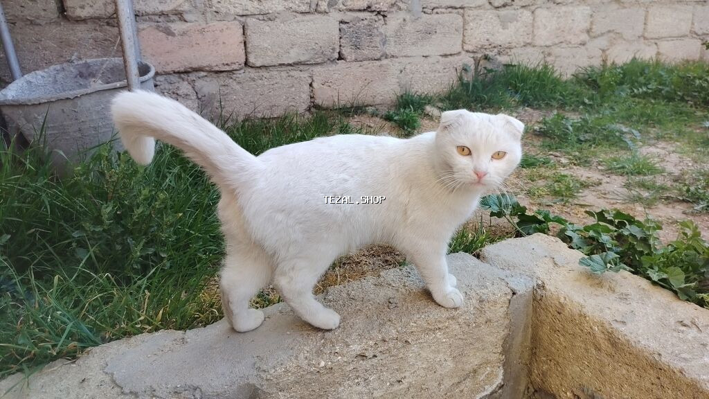 Şotland yastı qulaq - şəkil 3