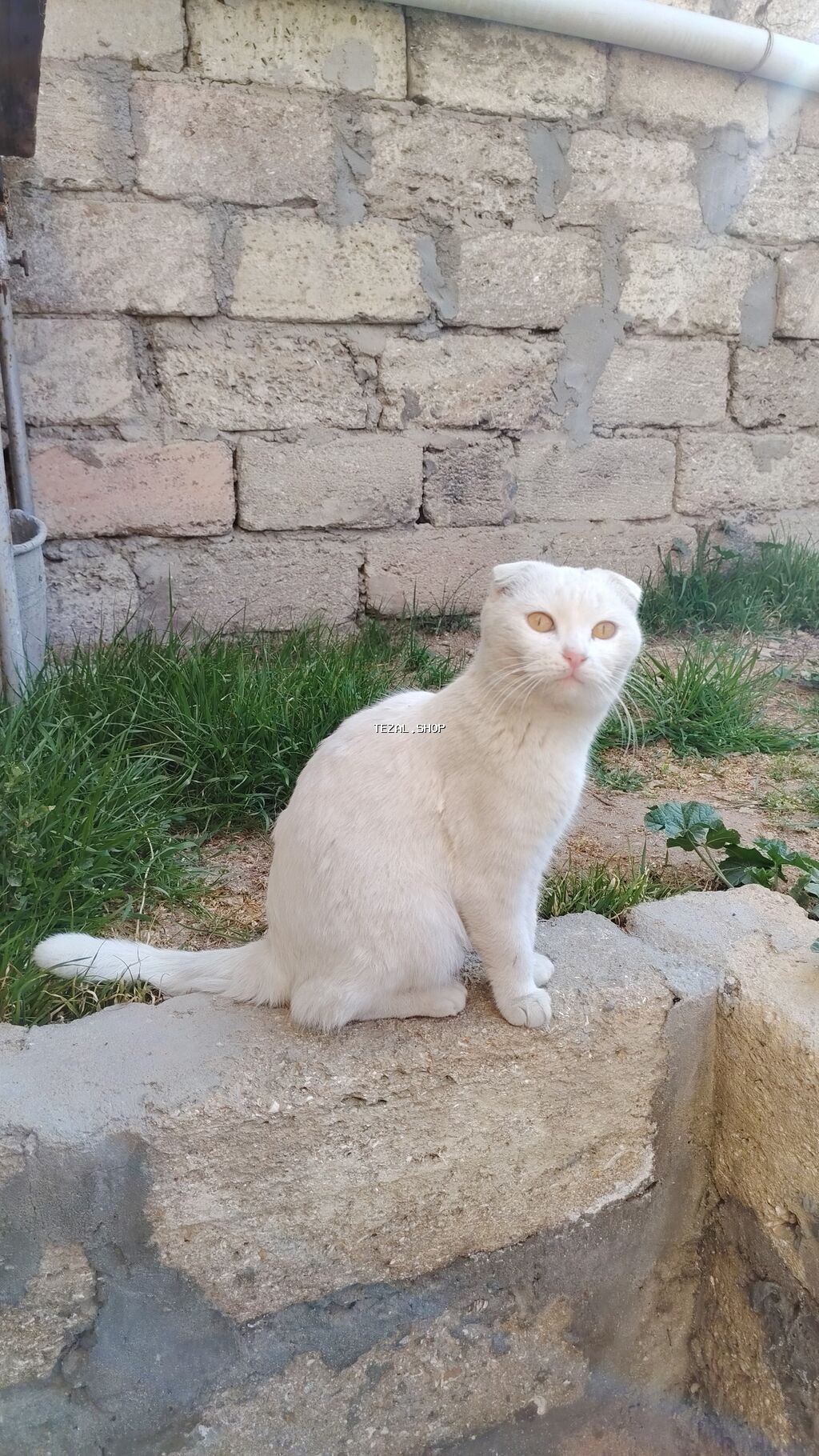 Şotland yastı qulaq - şəkil 4