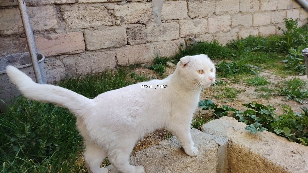 Şotland yastı qulaq - şəkil 5