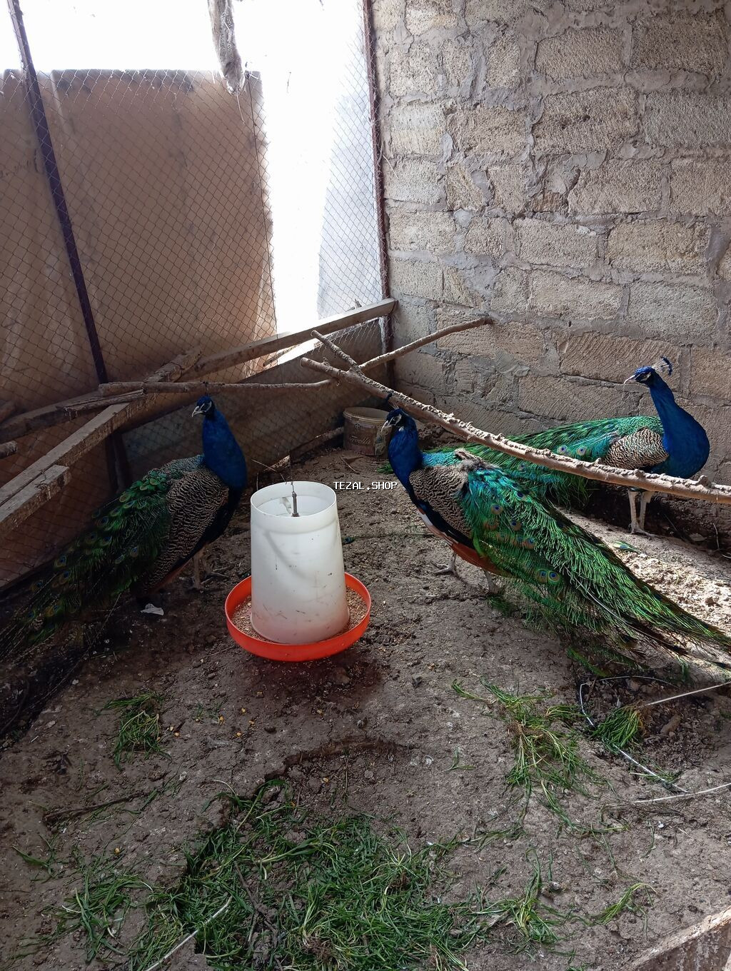 Məhsul: Hind tovusu (tovus quşları) Təsvir: - Saxlanılan növ: Mavi