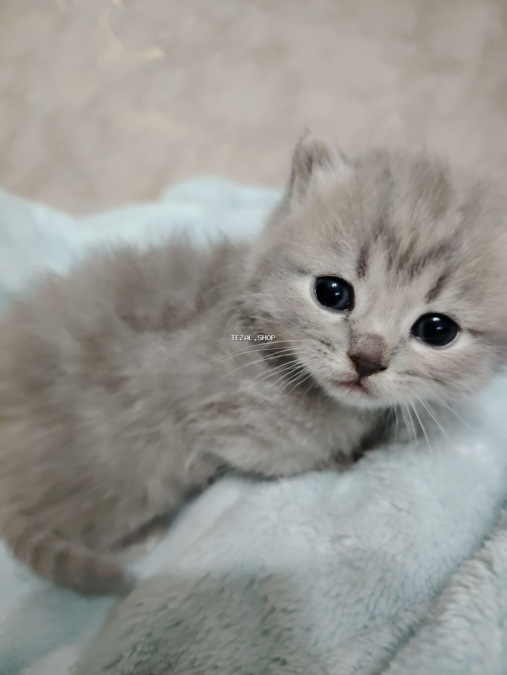 Şotland, Yaxşı əllərə