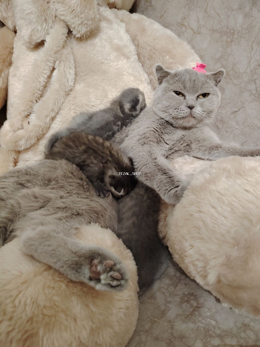 Şotland, Yaxşı əllərə - şəkil 2