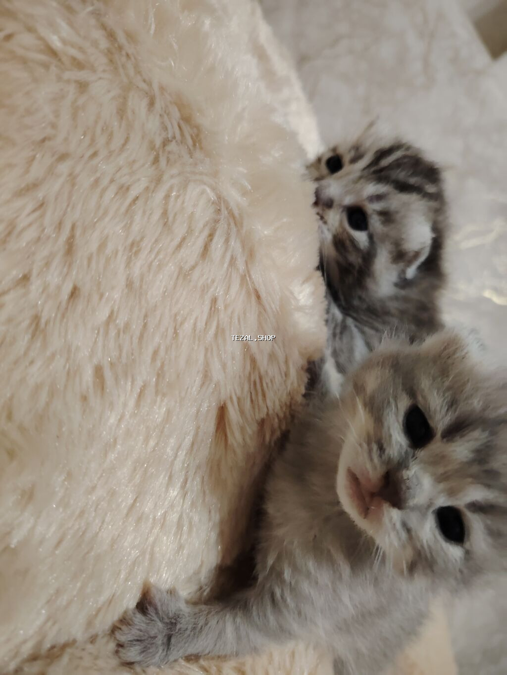 Şotland, Yaxşı əllərə - şəkil 3