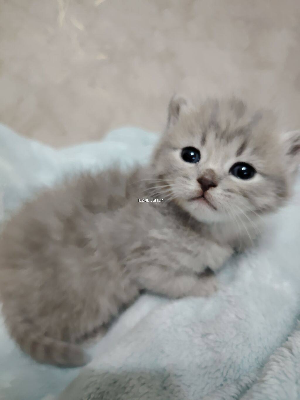 Şotland, Yaxşı əllərə - şəkil 4