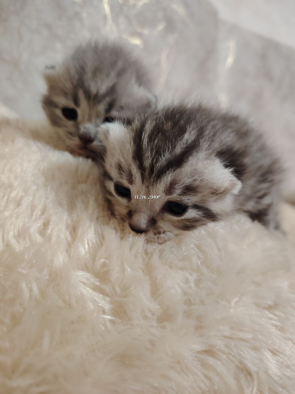 Şotland, Yaxşı əllərə - şəkil 5