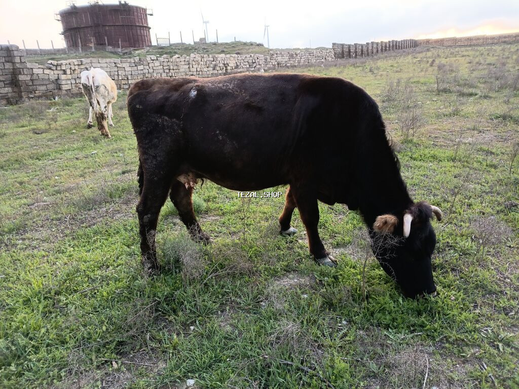 Qaramal – erkək dana/öküz - Rəng: tünd qəhvəyi-qara, alnı və buynuz