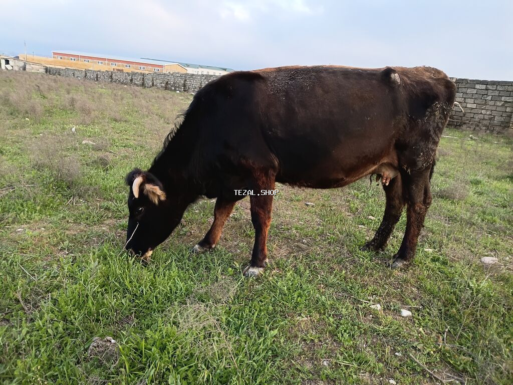 Qaramal – erkək dana/öküz - Rəng: tünd qəhvəyi-qara, alnı və buynuz - şəkil 2