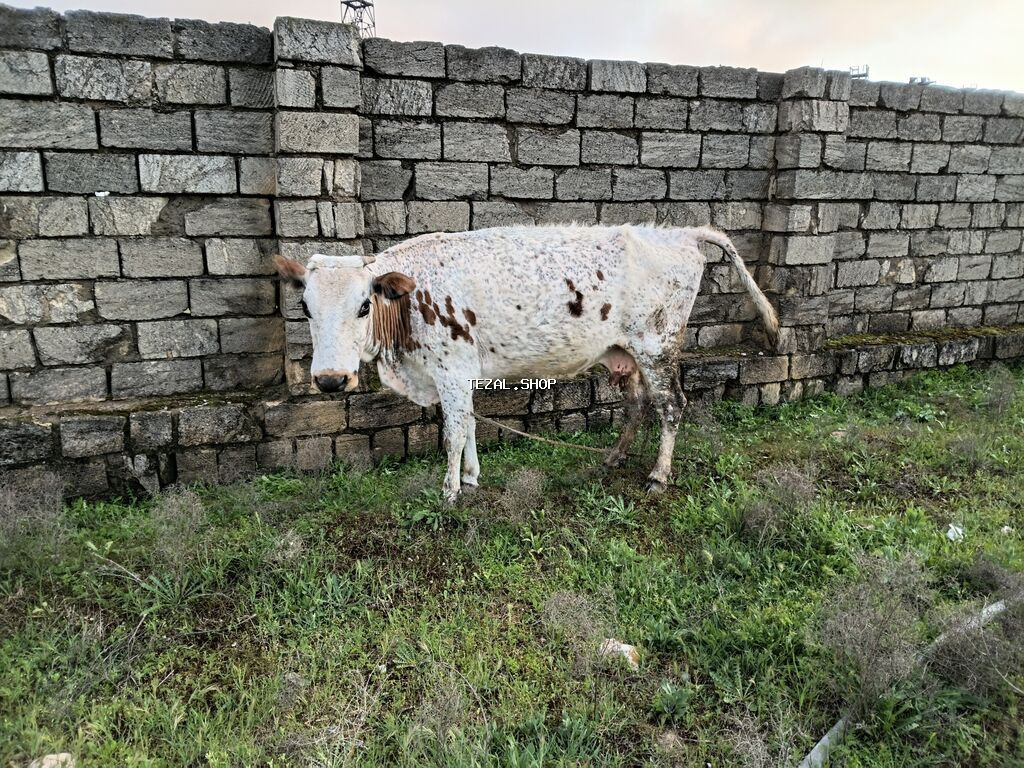 Süd yönümlü inək – ləkəli ağ-qəhvəyi rəngdə, orta-böyük bədən