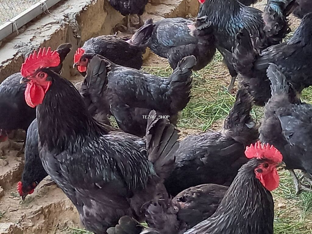 Toyuq, Australorp, Damazlıq, Ünvandan götürmə, Ödənişli çatdırılma, Rayonlara çatdırılma