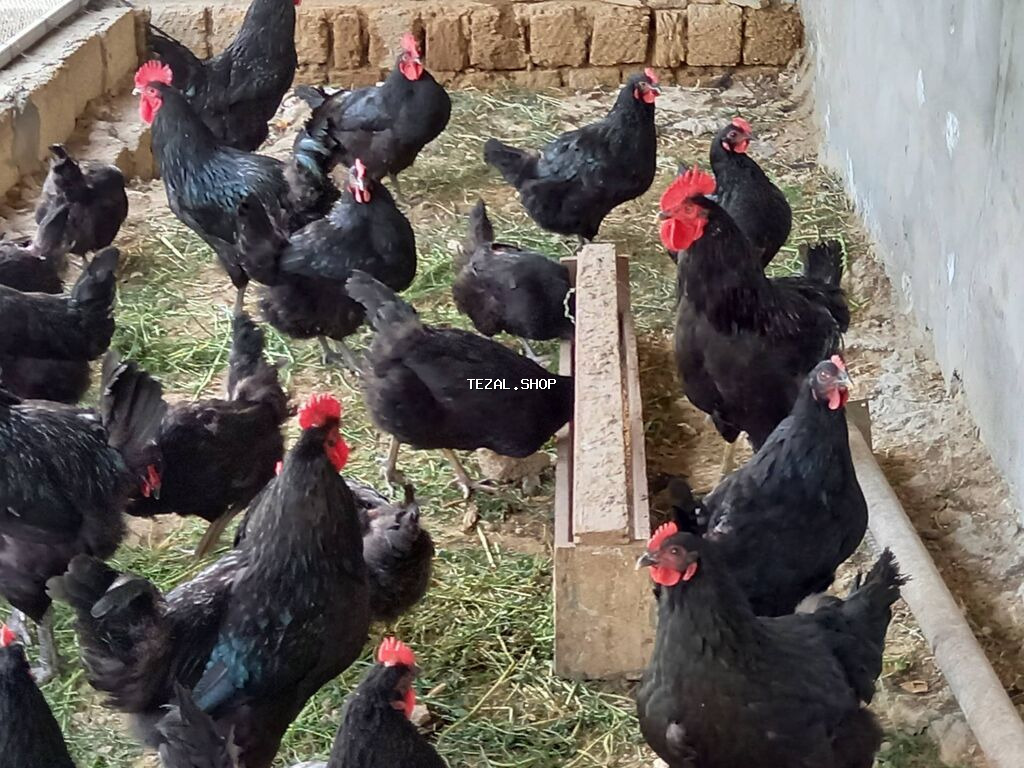 Toyuq, Australorp, Damazlıq, Ünvandan götürmə, Ödənişli çatdırılma, Rayonlara çatdırılma - şəkil 2