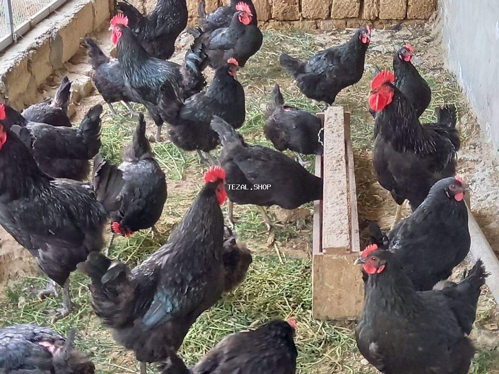 Toyuq, Australorp, Damazlıq, Ünvandan götürmə, Ödənişli çatdırılma, Rayonlara çatdırılma - şəkil 3