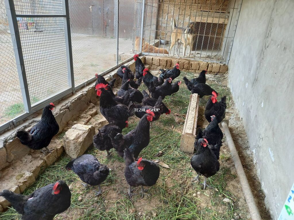 Toyuq, Australorp, Damazlıq, Ünvandan götürmə, Ödənişli çatdırılma, Rayonlara çatdırılma - şəkil 5