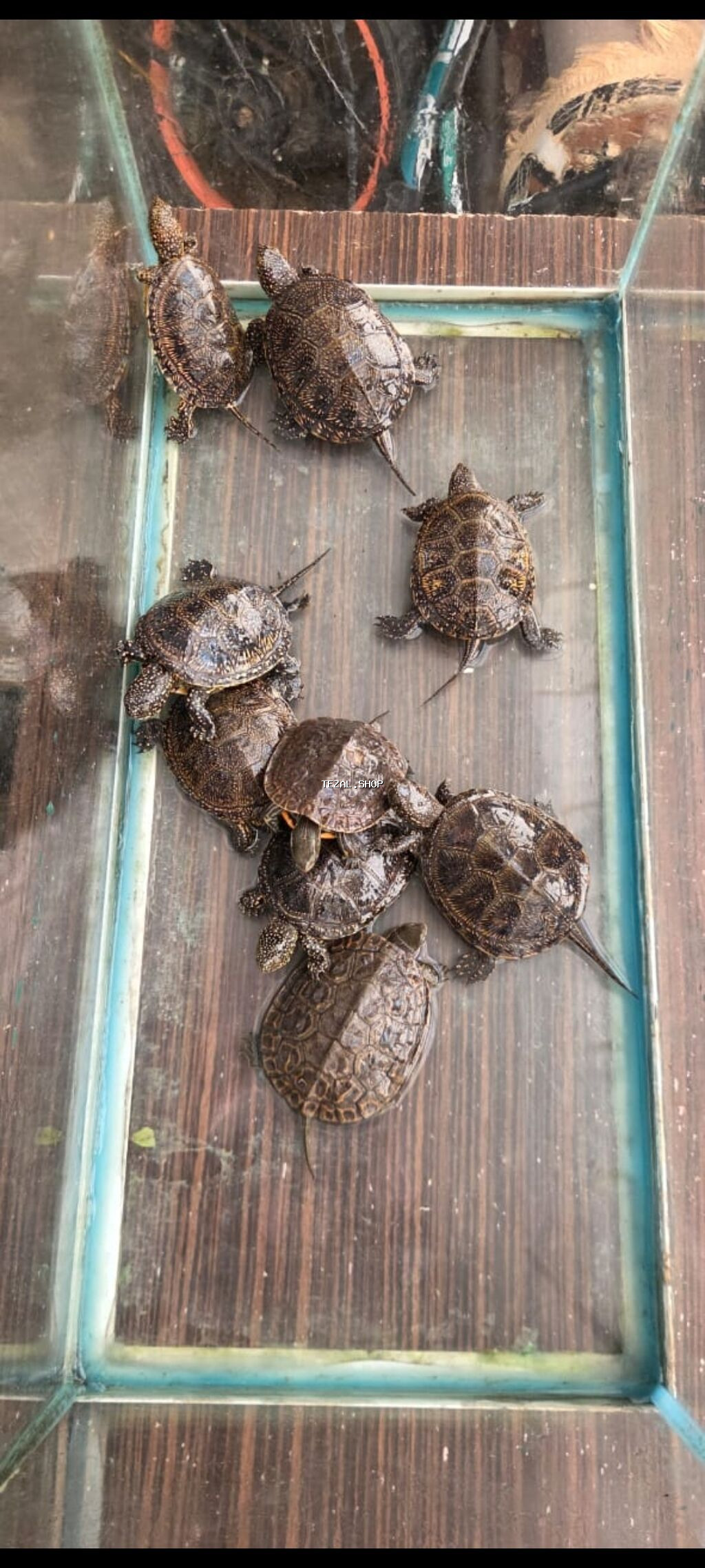 Su tısbağası balaları – ehtiraslı akvarium həvəskarları üçün - şəkil 2