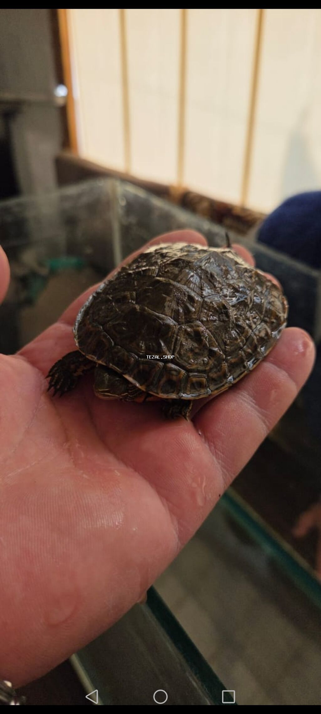 Su tısbağası balaları – ehtiraslı akvarium həvəskarları üçün - şəkil 3