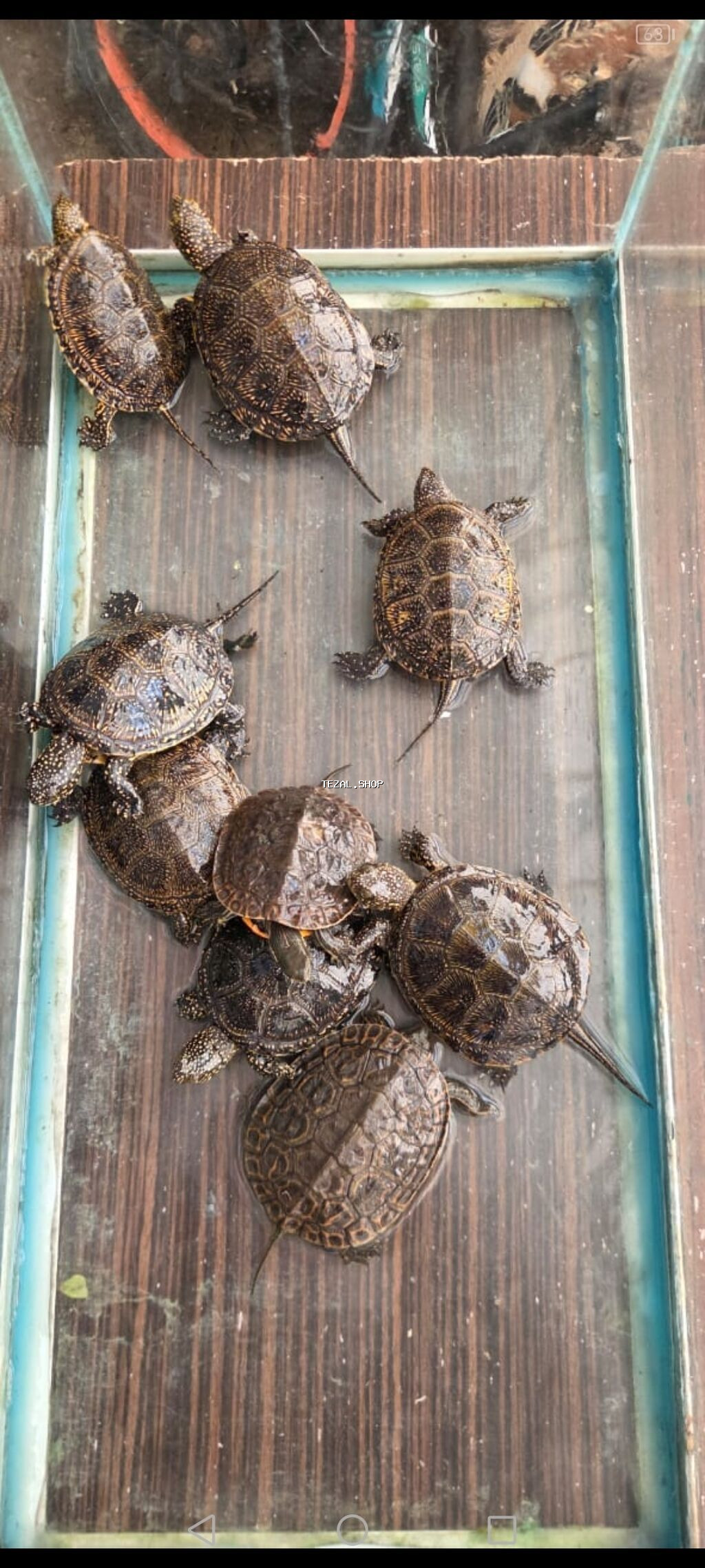 Su tısbağası balaları – ehtiraslı akvarium həvəskarları üçün - şəkil 4