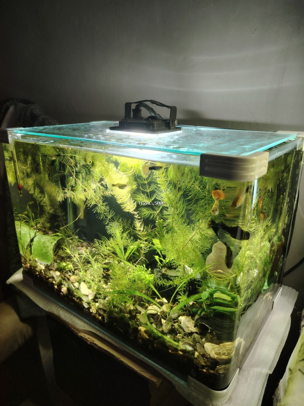 2akvaryum satilir zavod akvadi 2side filtiri qizdirici baligi red