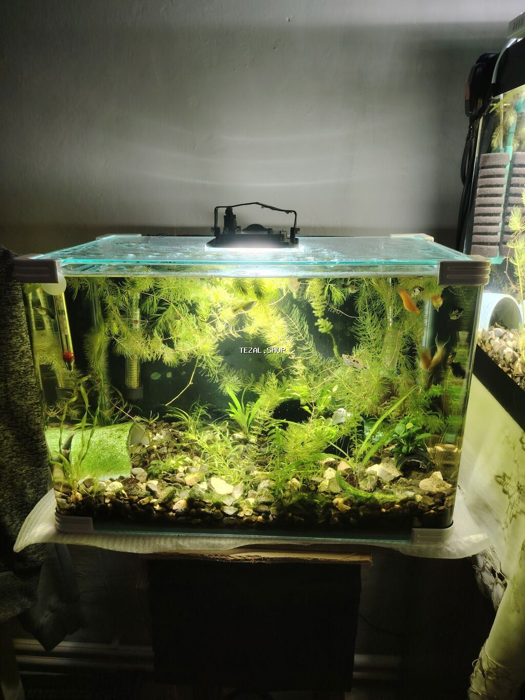 2akvaryum satilir zavod akvadi 2side filtiri qizdirici baligi red - şəkil 3