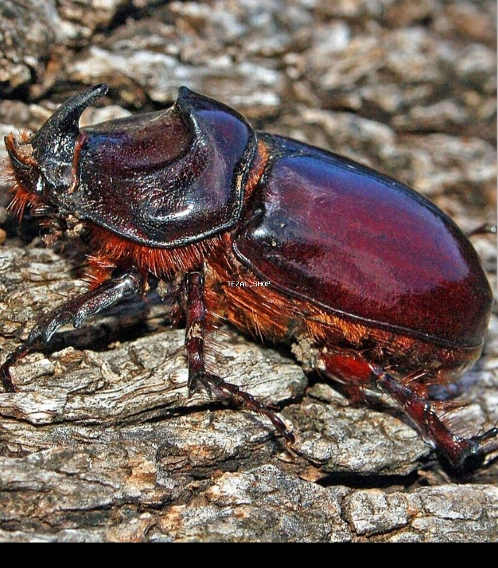 Gərgədan böcəyi iki ədəd hərəsi 50 azn Təsvir: - Qalın, parlaq