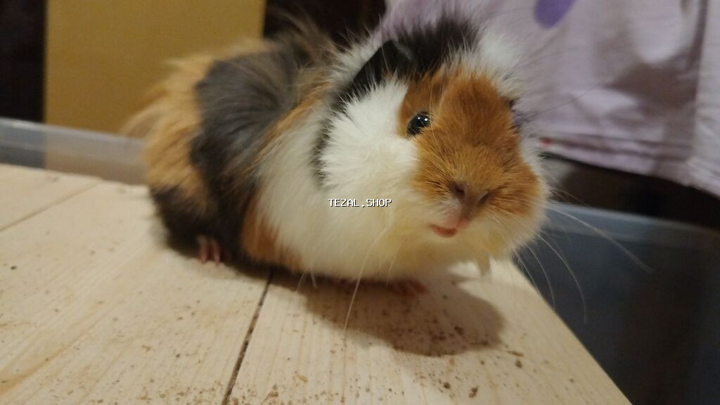 Trikolor uzun tüklü dəniz donuzu (guinea pig) Parodası "Shiba" -