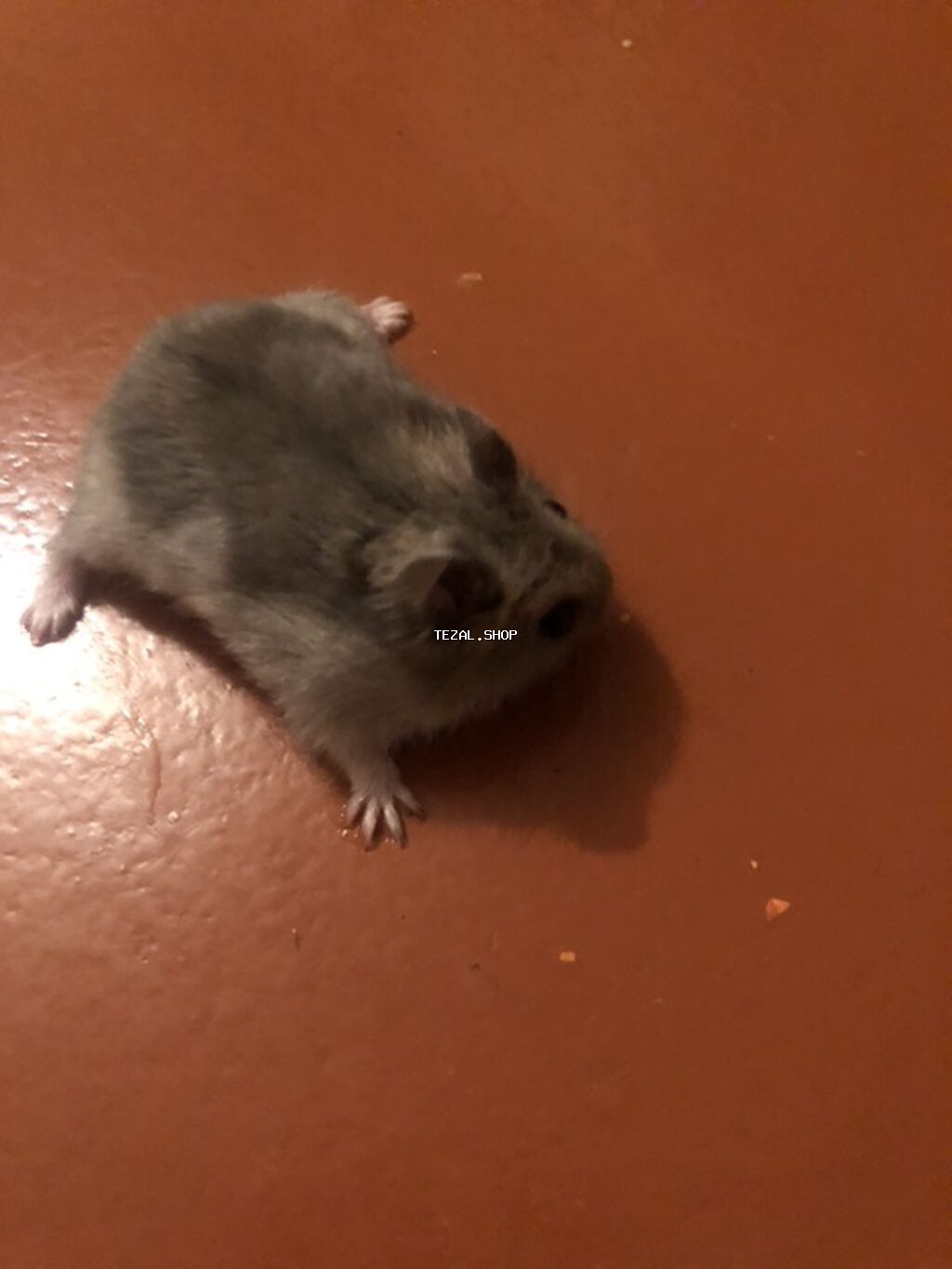 Cırtdan hamster – tüklü, boz-ağ rəng çalarını saxlayan, kiçik ölçülü