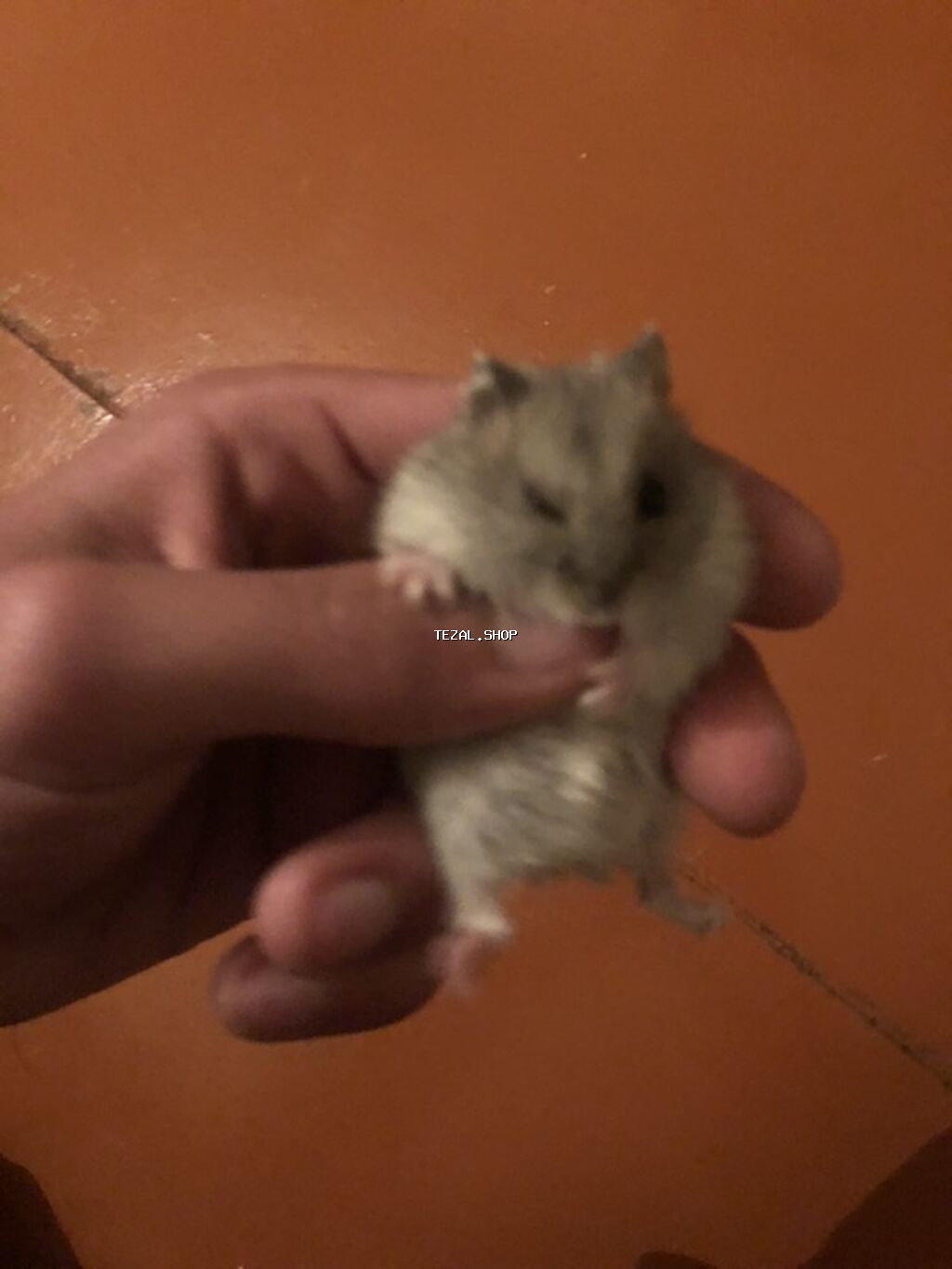 Cırtdan hamster – tüklü, boz-ağ rəng çalarını saxlayan, kiçik ölçülü - şəkil 2