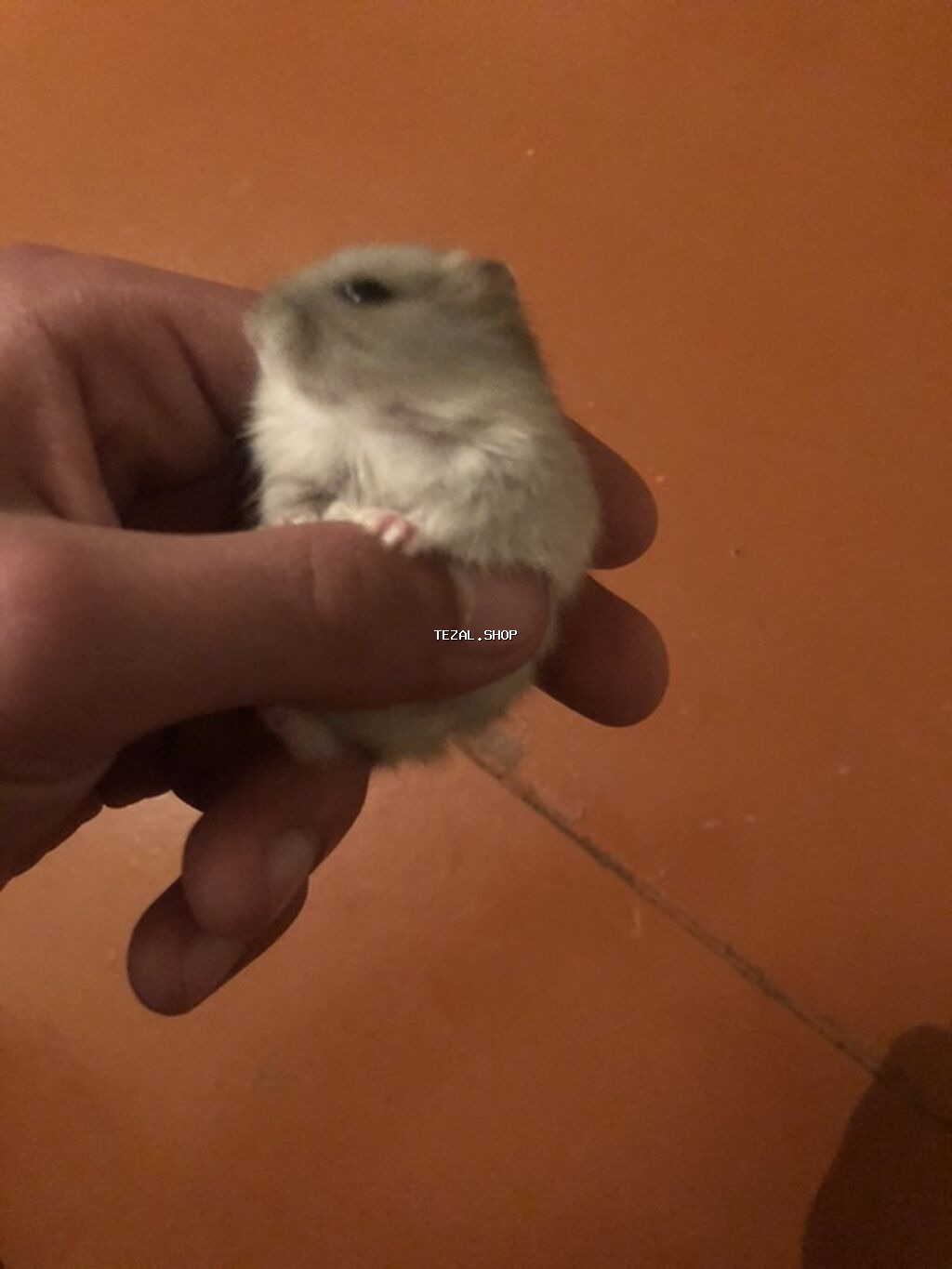 Cırtdan hamster – tüklü, boz-ağ rəng çalarını saxlayan, kiçik ölçülü - şəkil 3