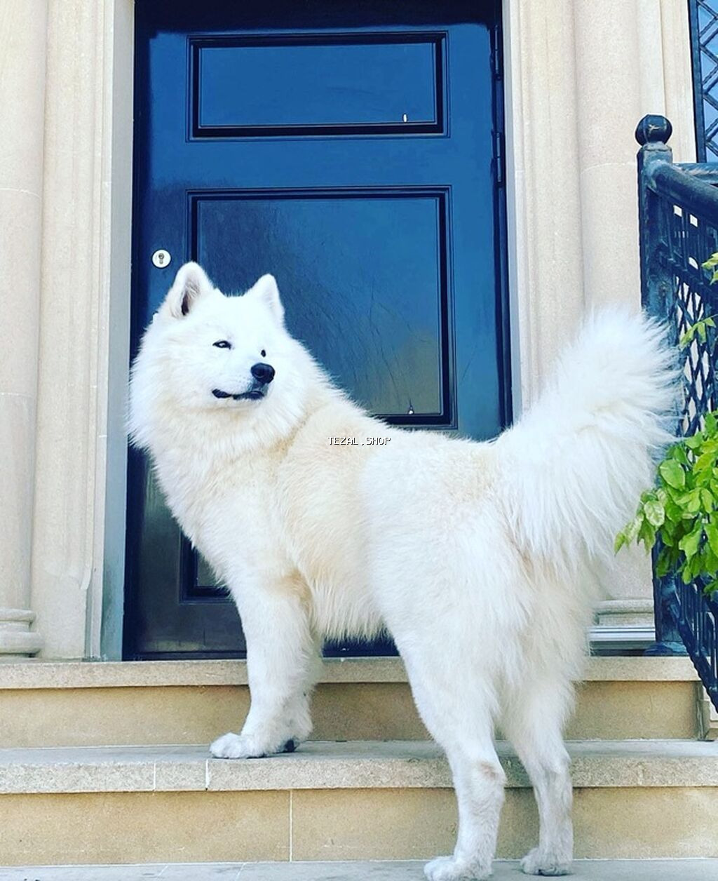 Samoyed - şəkil 5