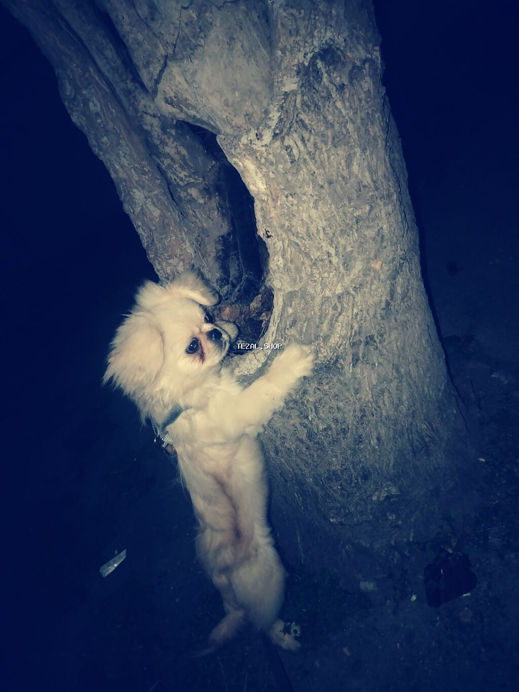 Pekines, 5 ay, Dişi, Sənədli, Ödənişli çatdırılma