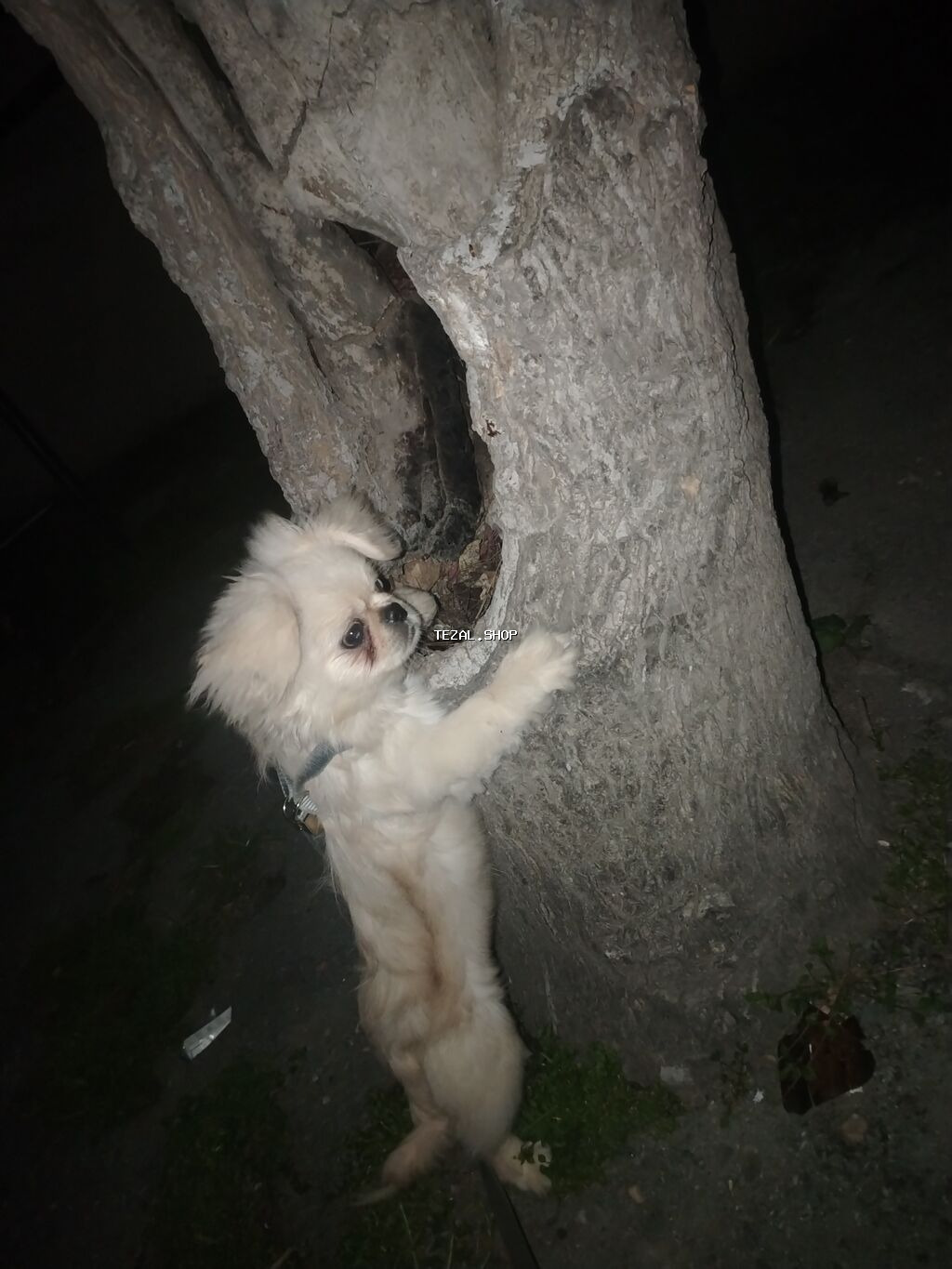 Pekines, 5 ay, Dişi, Sənədli, Ödənişli çatdırılma - şəkil 2