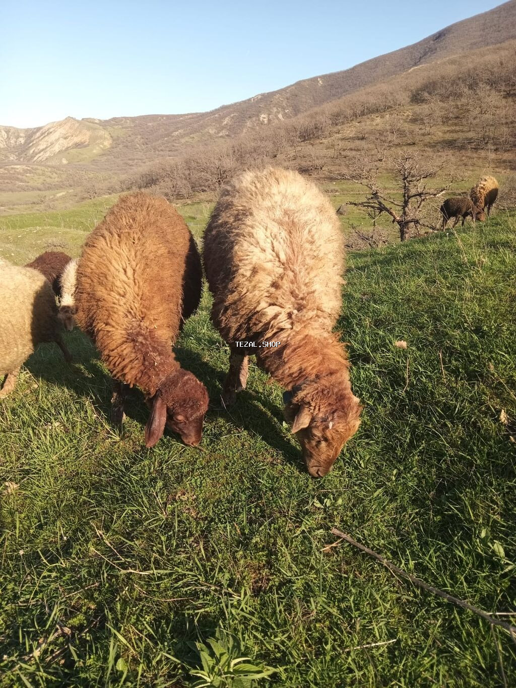 Erkək quzular satılır isdəyən şəxslər əlaqə saxlasın