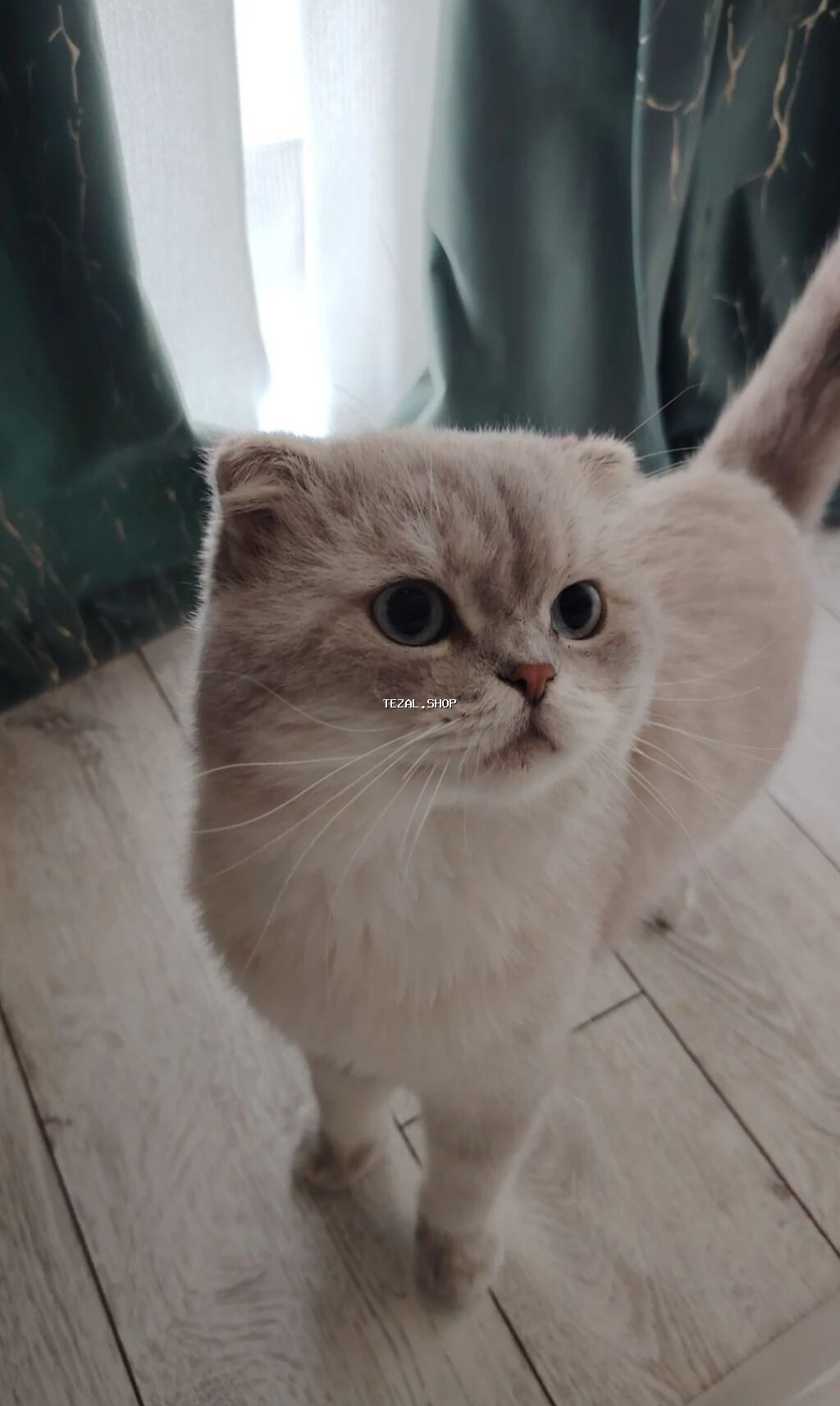 Şotland yastı qulaq, Erkək, Cütləşmə üçün, Ödənişli çatdırılma - şəkil 2