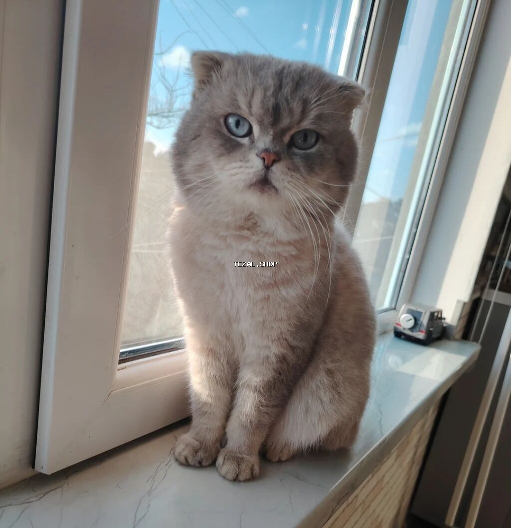 Şotland yastı qulaq, Erkək, Cütləşmə üçün, Ödənişli çatdırılma - şəkil 3