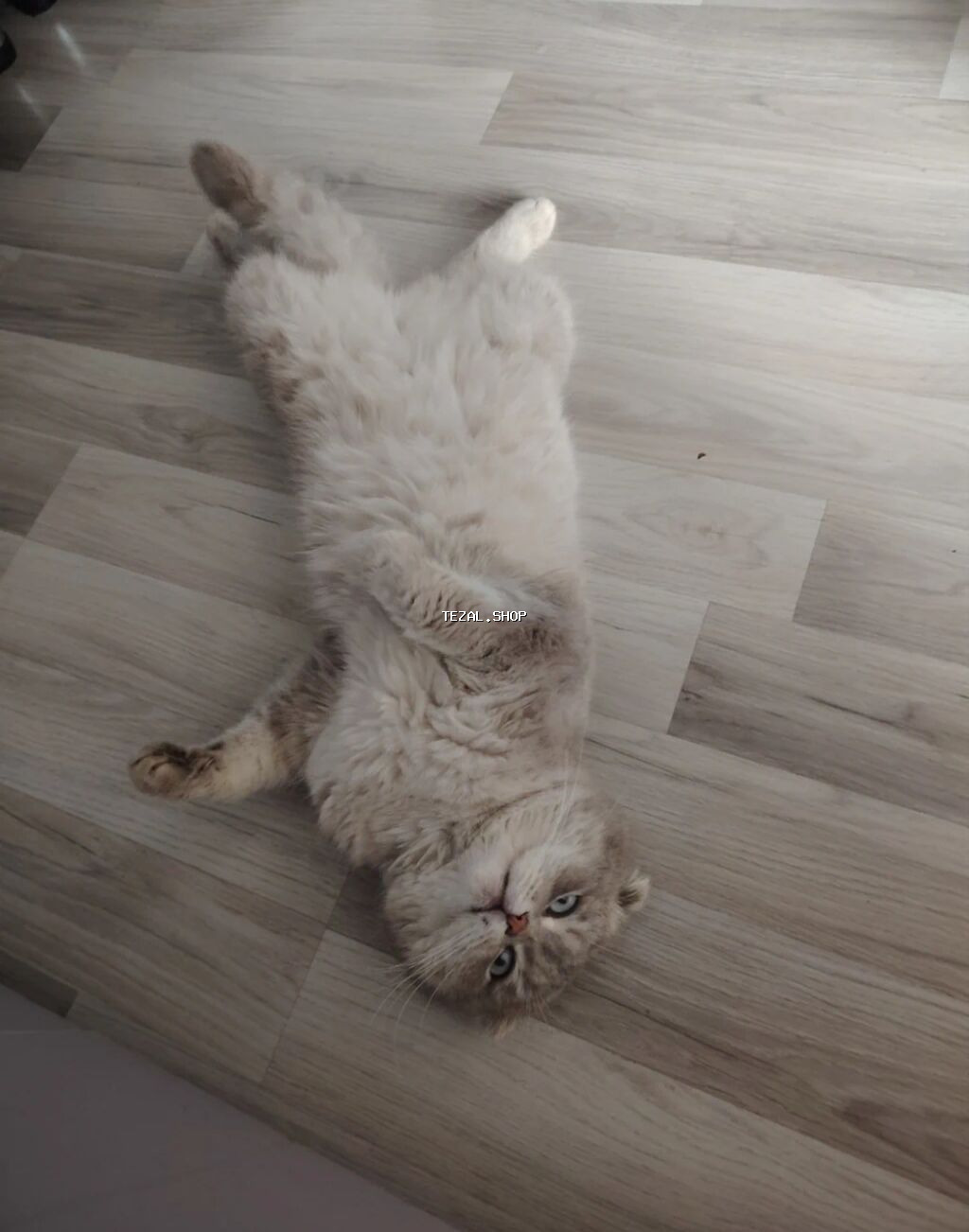 Şotland yastı qulaq, Erkək, Cütləşmə üçün, Ödənişli çatdırılma - şəkil 4