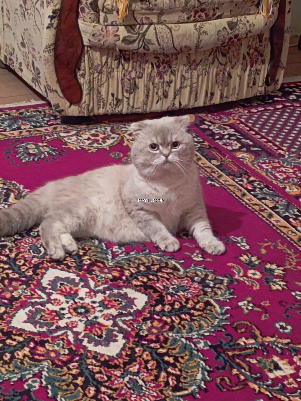 Şotland yastı qulaq, Erkək, Cütləşmə üçün, Ödənişli çatdırılma - şəkil 5