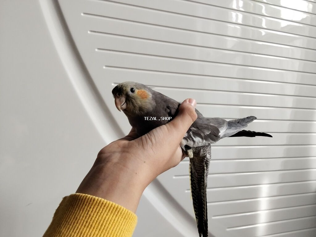 Korella quslari baladır 2 aylıqdır yem yeyirler əl disləmirlər ədədi