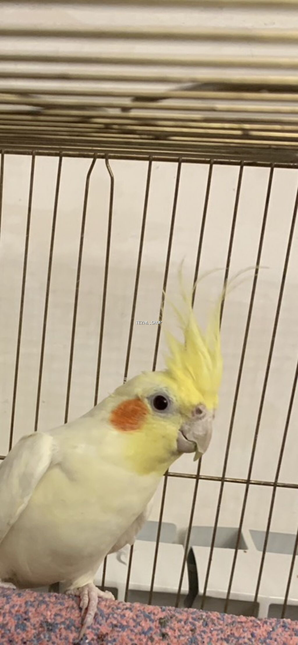 Lutilla Korella 7 ayliqdi, tam saglamdi.Erkeydi.Oz quwumun