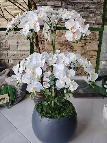 Dekorativ orkide kompozisiyası – böyük ölçülü - Tərkib: ağ falenopsis - şəkil 2