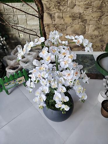 Dekorativ orkide kompozisiyası – böyük ölçülü - Tərkib: ağ falenopsis - şəkil 4