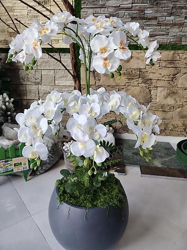 Dekorativ orkide kompozisiyası – böyük ölçülü - Tərkib: ağ falenopsis - şəkil 3